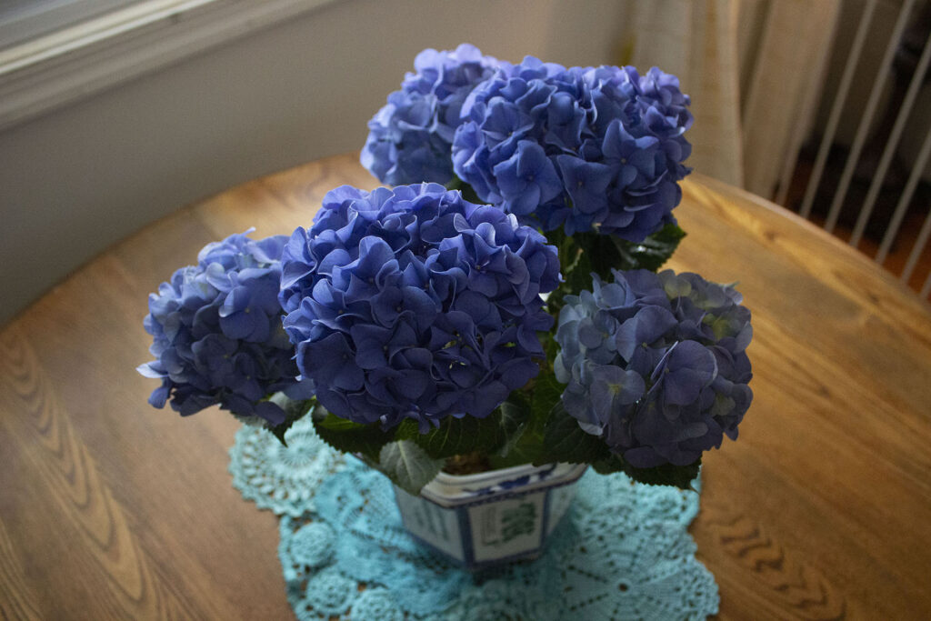 Fresh Blue Hydrangeas