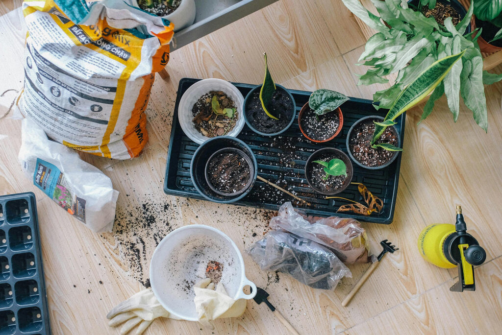 Hobbies for Moms: Plants on wooden surface