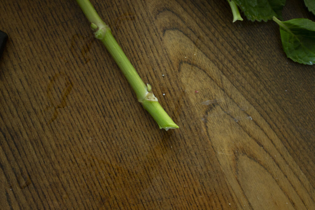 Floral stem cut an an angle