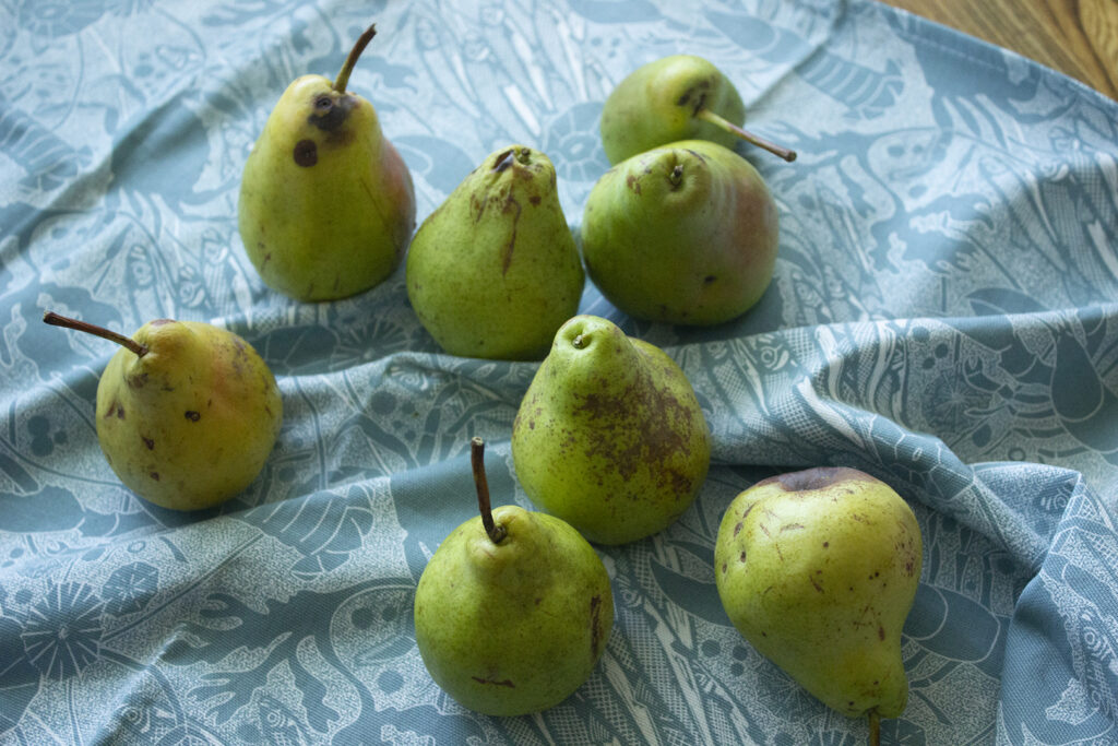 Green Pears on a light blue cloth backdrop